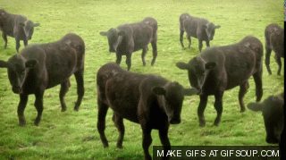 cows GIF