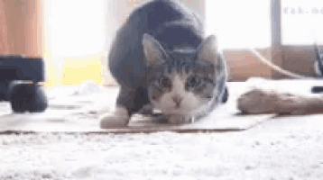 cat discover GIF