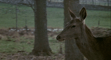 jacques demy deer GIF