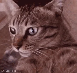 cat GIF