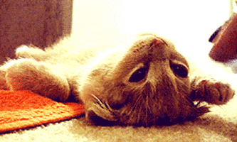 cat playing dead GIF