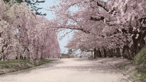 cherry blossom pink GIF