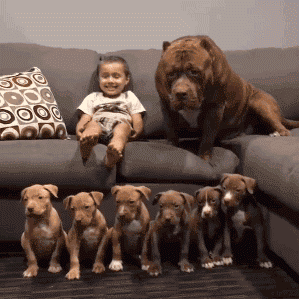 baby dogs GIF