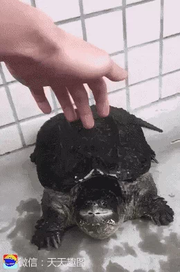 turtle bite GIF