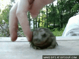 toad GIF