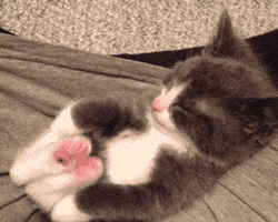 Video gif. A sleepy gray and white kitten sits on his rump and stretches his legs up, extending his pink toe beans. 