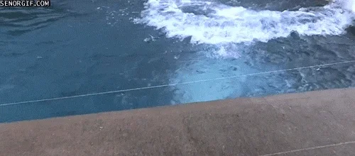 Panda Bear Swimming GIF