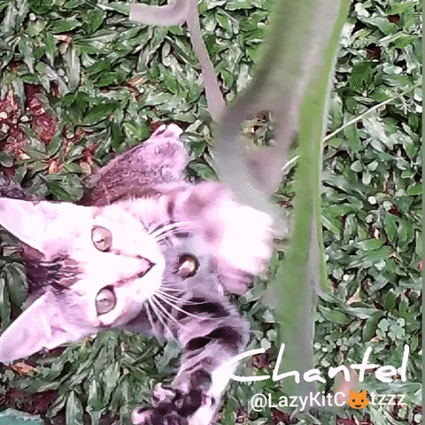 favekania cats animal kitty pets GIF
