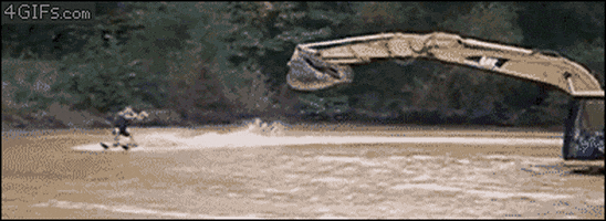 water skiing cat GIF