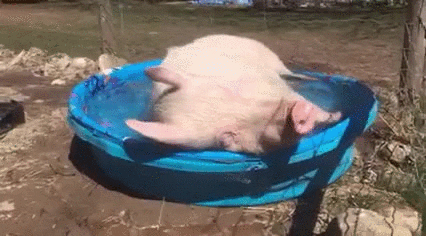 Pool Pig GIF - Find & Share on GIPHY