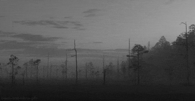 black and white forest GIF