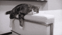 Cat Resting GIF Cat Resting GIF