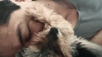 american-kennel-club  GIF