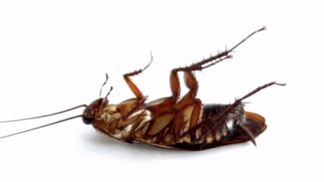 cockroach GIF