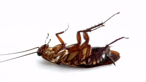 Giphy - cockroach GIF