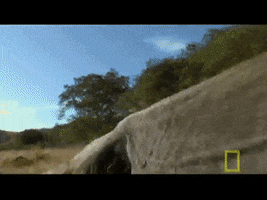 ludens84  GIF