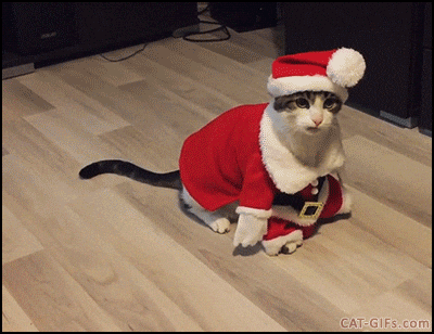 giphy.gif