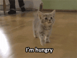 Food Yes GIF