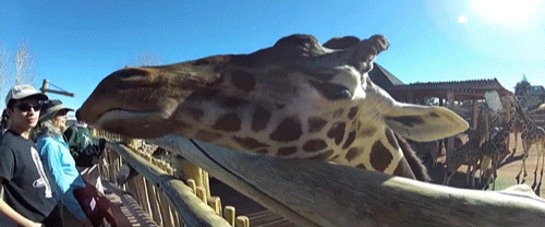 https://media1.giphy.com/media/12KsGmQJuxNQ0E/giphy.gif