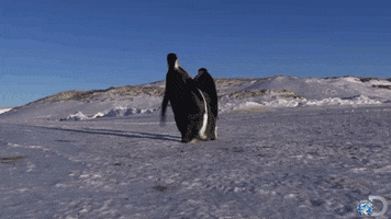 Penguin GIFs - Find & Share on GIPHY