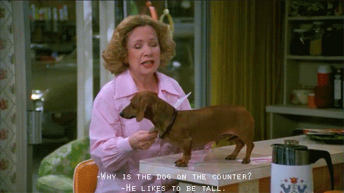 That 70S Show Dog GIF Find Share On GIPHY