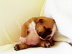  cute dog puppy sleeping passed out GIF
