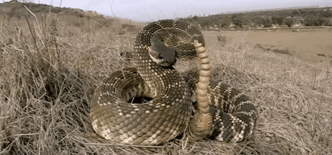 cascabel serpiente dentro venenosa decoys uruk
