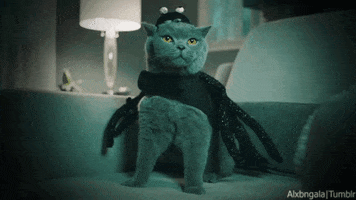 Russian Blue Cat GIF