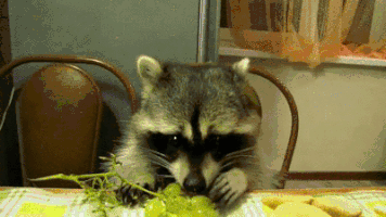 grape raccoons GIF