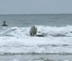 Cat Surf GIF