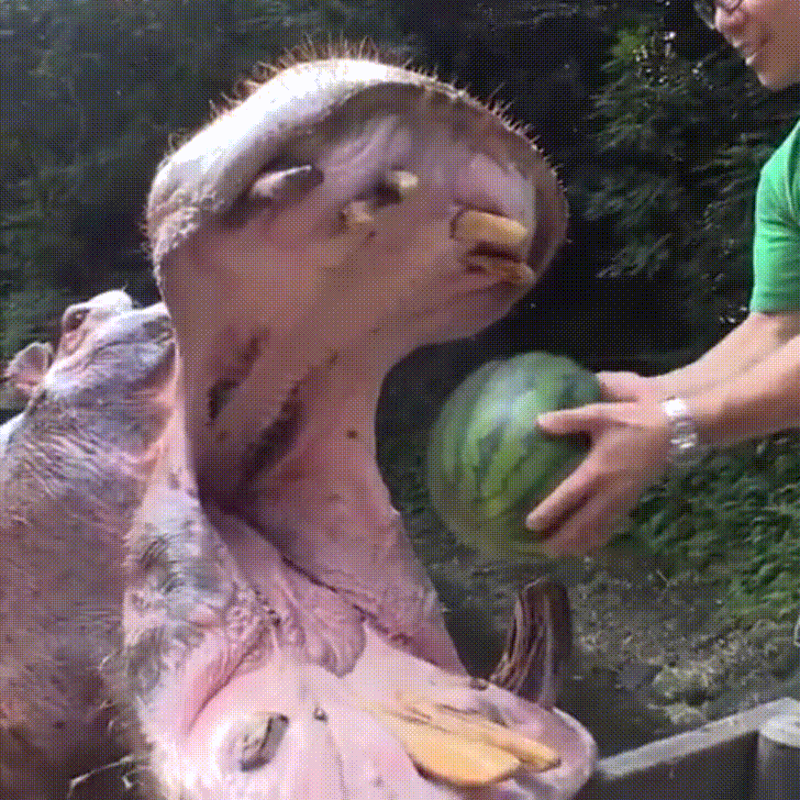 watermelon hippo GIF