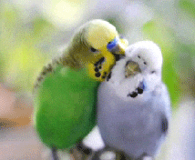 giphy.gif?cid=790b7611e9ffbc41327558b184