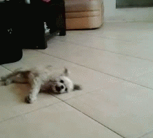 dogs pup GIF