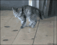 cat jumping gif tumblr