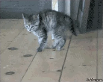 cat jumping GIF