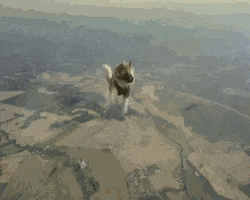 cat skydiving