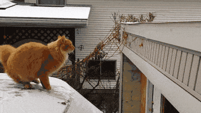 Ce Que Vous Ne Saviez Pas Encore Sur Les Amis Les Chats Certaines De Nos Infos Vont Vraiment Vous Surprendre Santevet