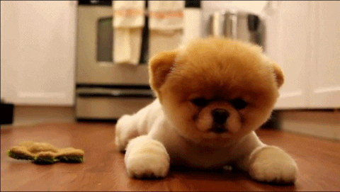 Dog Puppy GIF - Find & Share on GIPHY