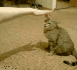 https://media1.giphy.com/media/12foepFRqYc6gE/giphy.gif?cid=790b7611dfe1a63dedf9f049677ad62c92472569bed989ea&amp;rid=giphy.gif&amp;ct=g