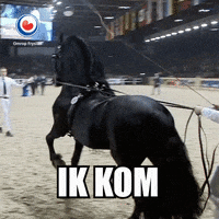 frysk hynder horse GIF by Omrop Fryslân