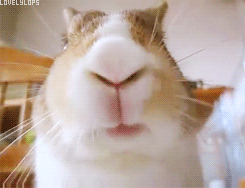 Rabbit Eating GIF