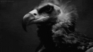 vulture GIF