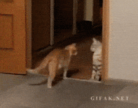 Cat-jump GIFs - Get the best GIF on GIPHY