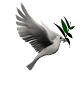 america dove GIF