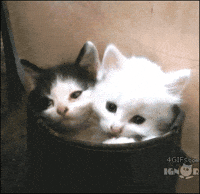 funny appropriate gifs
