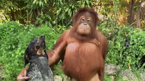 https://media1.giphy.com/media/12oCuf0e4SeR56/source.gif