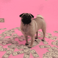 Make It Rain Reaction GIF by Thalia de Jong