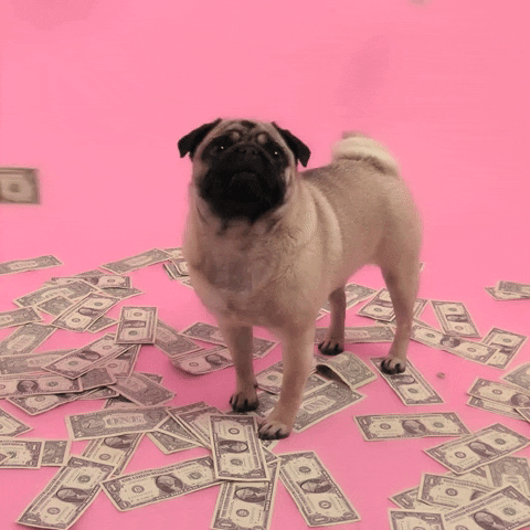 Cute pug watching $1 bills fall