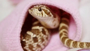  snakes reptiles hognose western hognose heterodon nasicus GIF