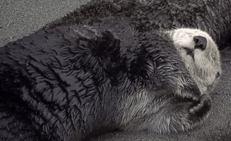 marinemammalrescue nope tired sleepy otter GIF